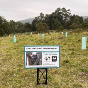 Koala Food Tree Planting Day – Somers