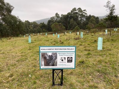 koala tree planting