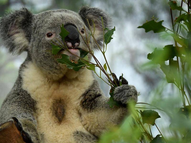 Koala Habitat Restoration Day - Arthurs Seat State Park - Koalas.org.au