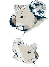 male and female koala images